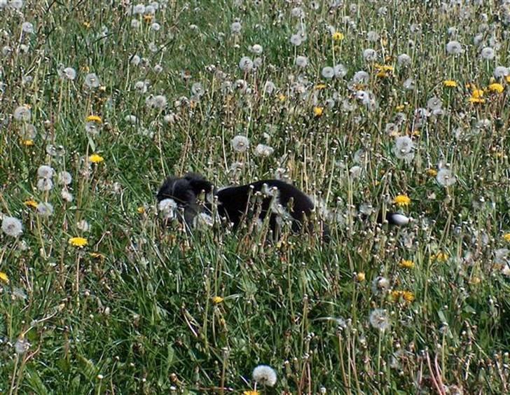 Border collie Kojima's Epic McGee - Jeg gemmer mig i mælkebøtterne og elsker højt græs billede 2