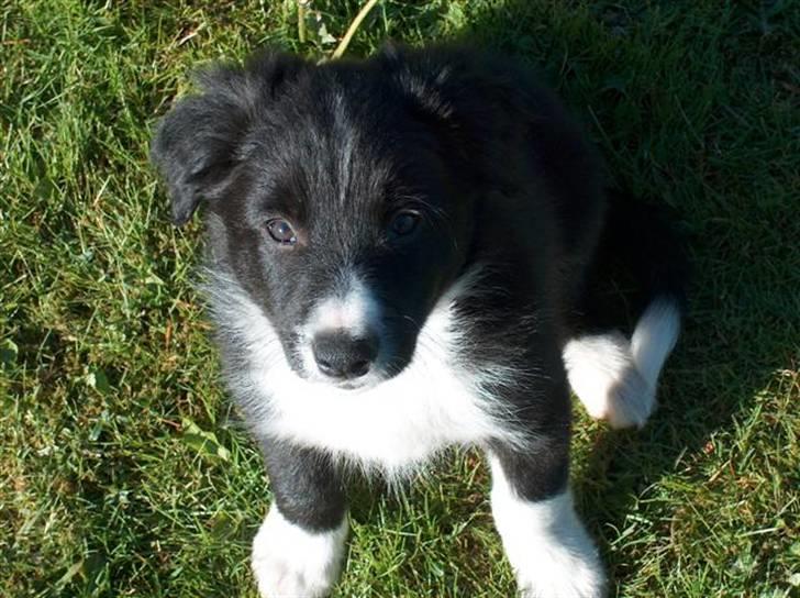 Border collie Kojima's Epic McGee - Epic McGee billede 3