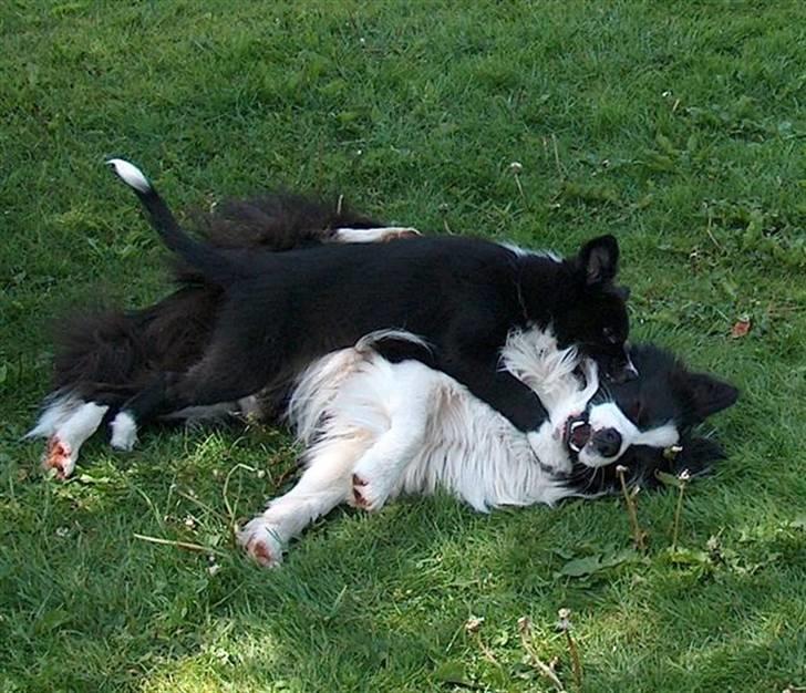 Border collie Kojima's Epic McGee - Her slog jeg med min Bror Miki, men det er altså mig der ligger øverst billede 4