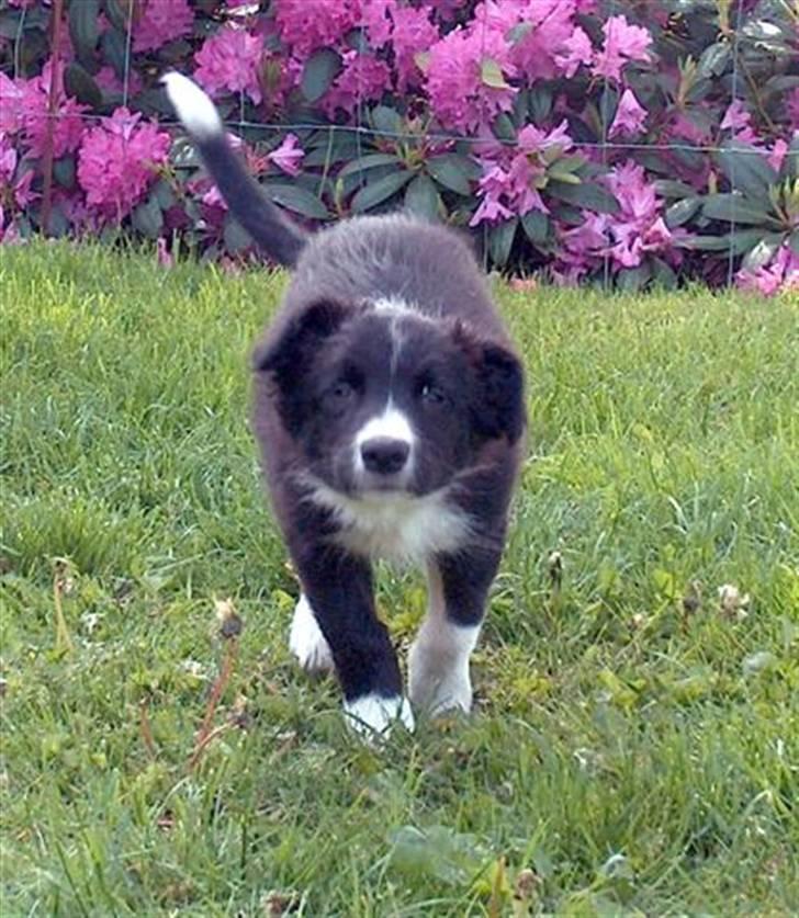 Border collie Kojima's Epic McGee - McGee - den lille sniger billede 5