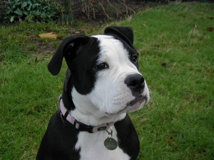 Olde victorian bulldogge Virup's Dixie aka Kiwi billede 15