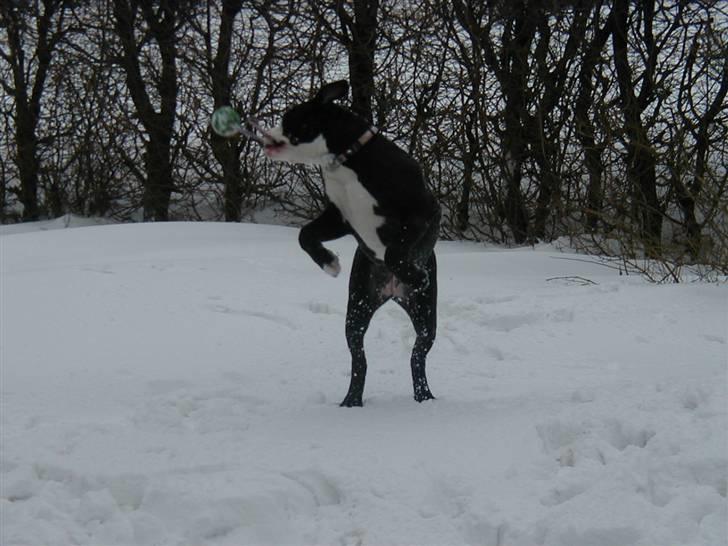 Olde victorian bulldogge Virup's Dixie aka Kiwi billede 16