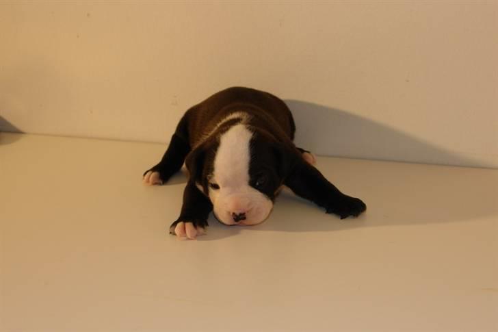 Olde victorian bulldogge Virup's Dixie aka Kiwi - Kiwi 18 dage gammel - taget af Virups kennel billede 17