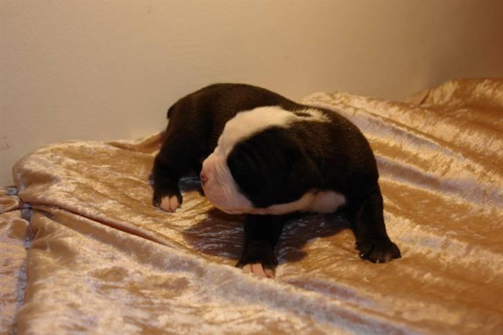 Olde victorian bulldogge Virup's Dixie aka Kiwi - Kiwi 18 dage gl.  billede 18