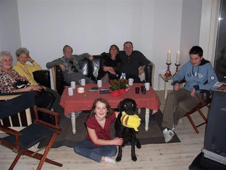 Labrador retriever Batmore-Zulu - til Jule aften han har altid sin bamse i munden:D billede 1