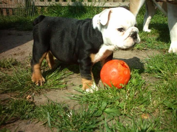 Engelsk bulldog buster - har lige lejet med boldt. billede 1