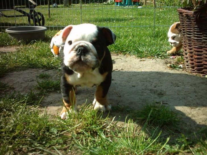 Engelsk bulldog buster billede 2