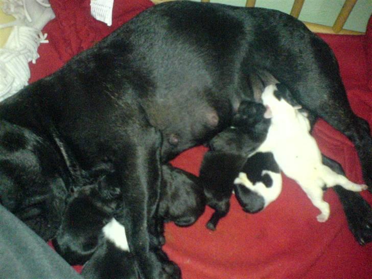 Fransk bulldog Myrna - Efter en hård nat . men der kom alligevel 6 dejlige og sunde hvalpe billede 12