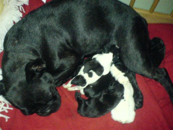 Fransk bulldog Myrna - Mor og Børn billede 13