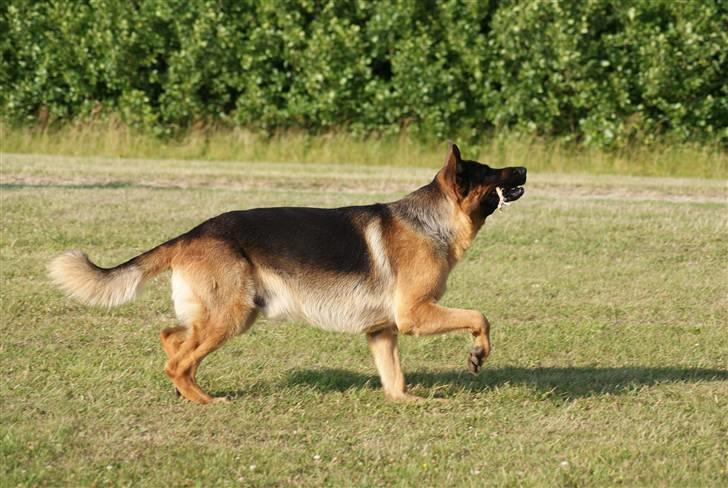 Schæferhund Kenzo - Hmm er der nogen der har fortalt Kenzo, at han er dressurhest?  billede 4