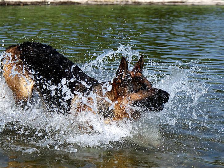 Schæferhund Kenzo - Kenzo i vandet ude i Hesteskoen d. 5/7 2008 billede 5