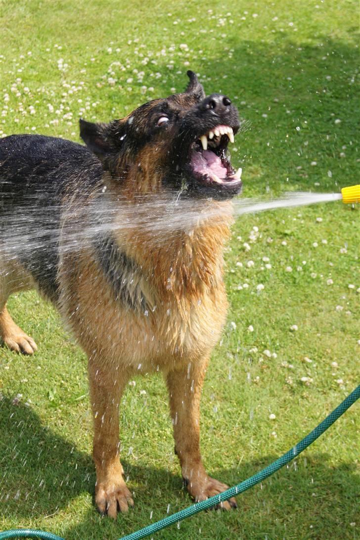 Schæferhund Kenzo - Jaaah. Man kan jo ikke altid se godt ud. billede 6