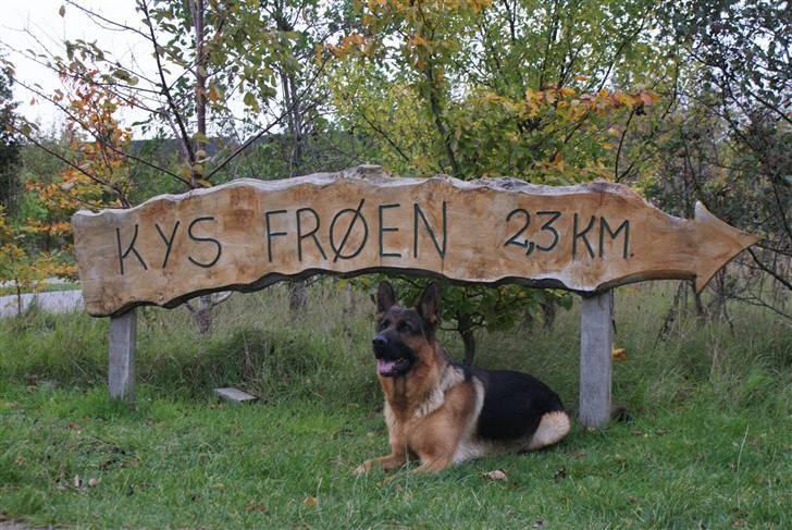 Schæferhund Kenzo - Kenzo over i Bundgårdsparken. billede 7