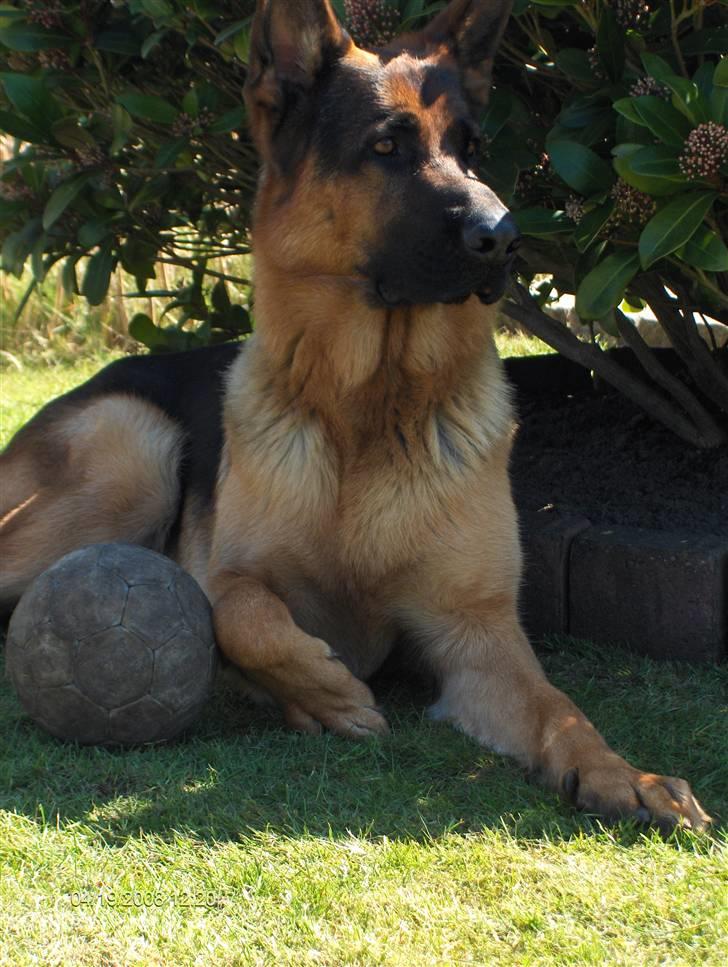 Schæferhund Kenzo - Kenzo tager lige en pause i skyggen :D billede 8