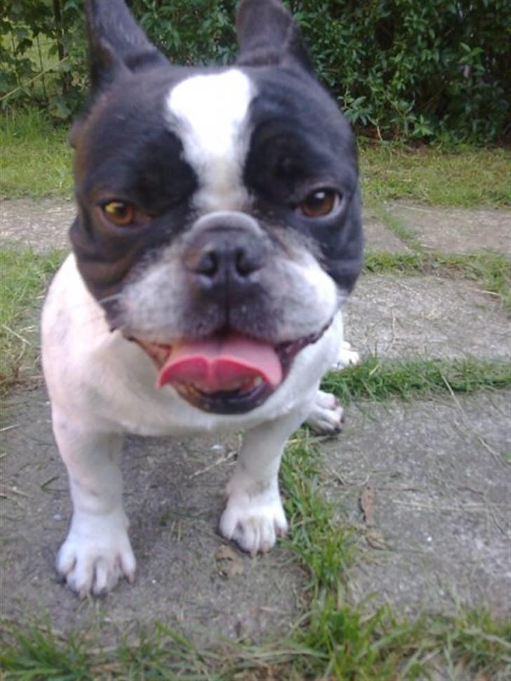 Fransk bulldog Myrna - Far Junior billede 14