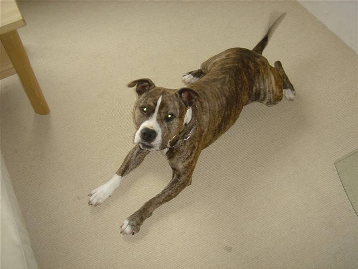 Amerikansk staffordshire terrier Bronson - Juni 2007. billede 7