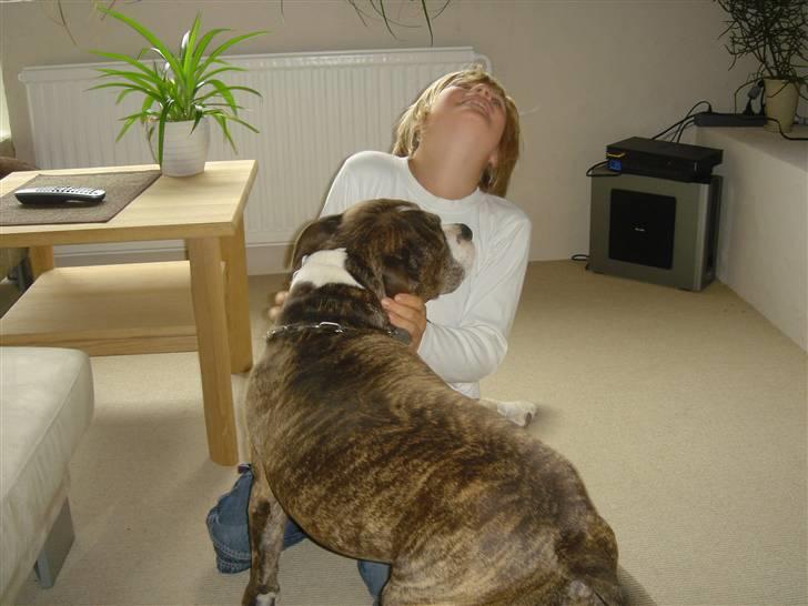 Amerikansk staffordshire terrier Bronson - Når jeg leger er jeg lidt kluntet pga. min sygdom. billede 8