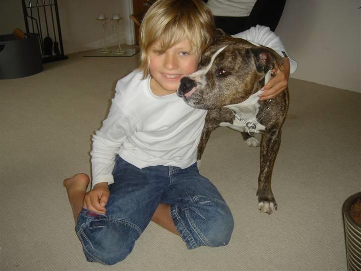 Amerikansk staffordshire terrier Bronson billede 9