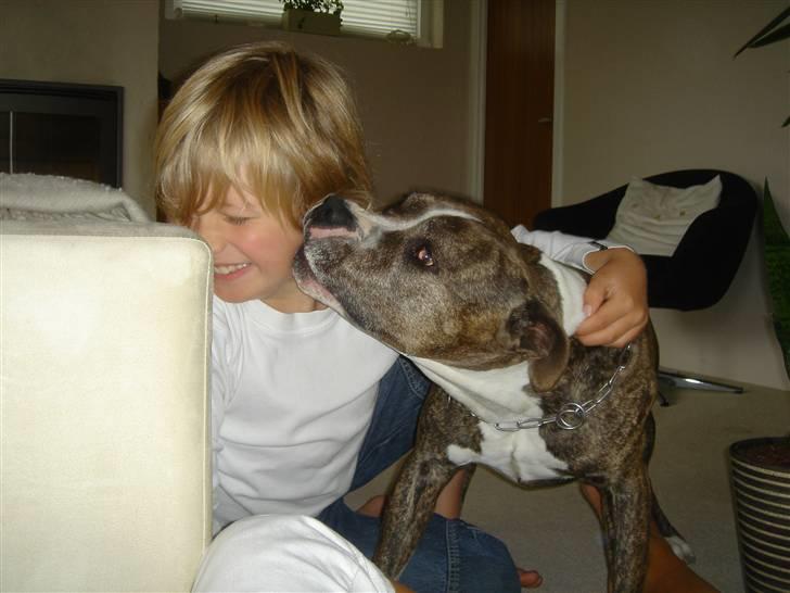 Amerikansk staffordshire terrier Bronson - To gode venner ;o) billede 10