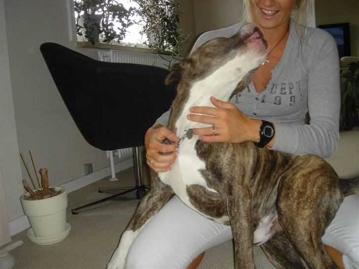 Amerikansk staffordshire terrier Bronson - Det kan være svært at holde balancen. Juni 2007 billede 11