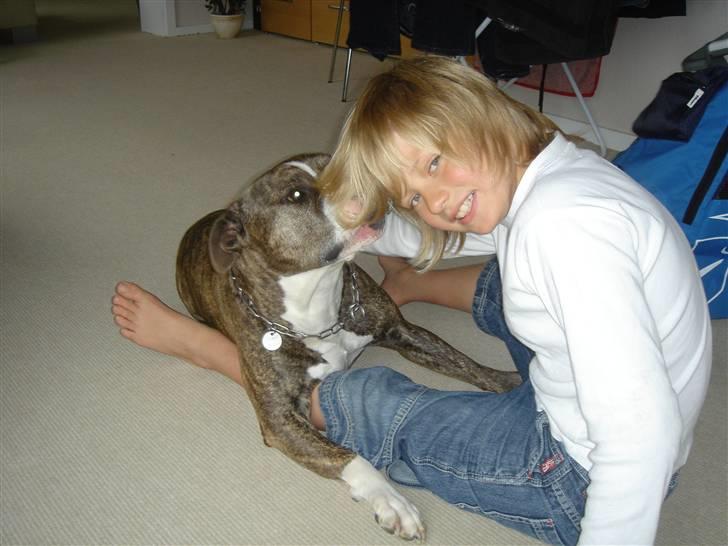 Amerikansk staffordshire terrier Bronson billede 12