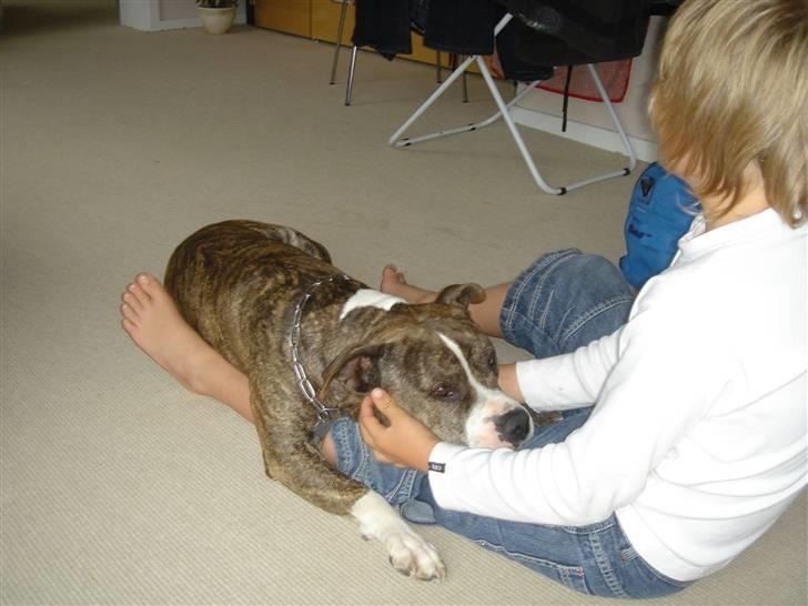 Amerikansk staffordshire terrier Bronson - Elsker når jeg bliver nusset med af min bedste ven. billede 13