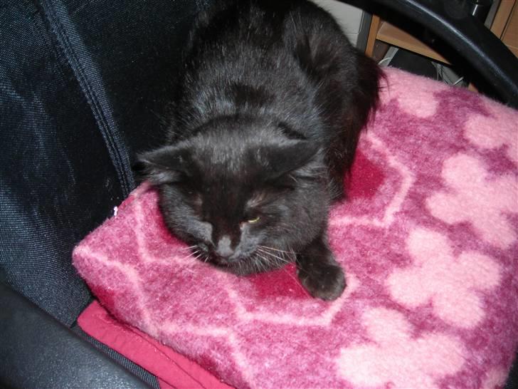 Blanding af racer Buller.... - Bullers bedste ven... katten sorte...  billede 6