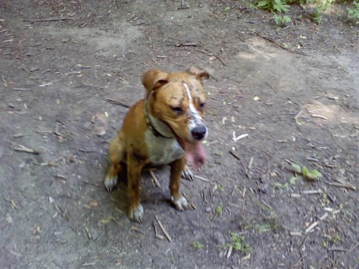 Blanding af racer Tulle - Har lige løbet og leget i en å fyldt med mudder sammen mor og søster-DEJLIGT- billede 12