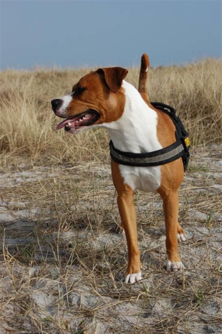 Blanding af racer Tulle billede 13