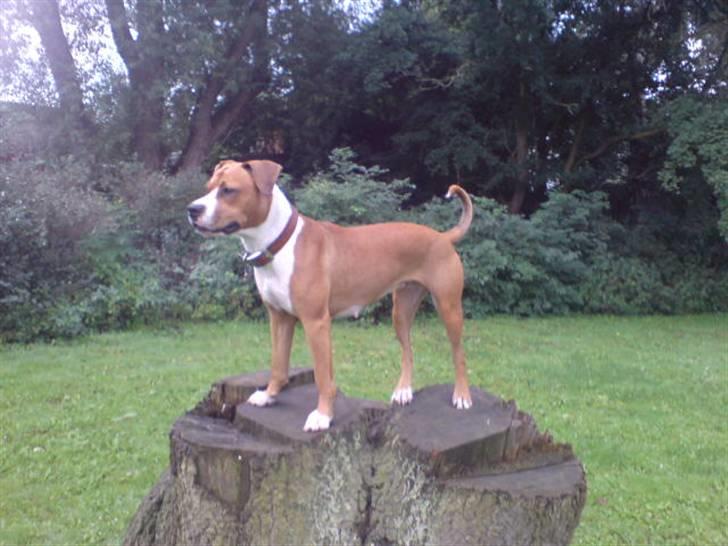 Blanding af racer Tulle billede 14