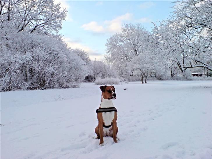Blanding af racer Tulle - Nyder en morgentur i sne vejret -20/2/08- billede 15