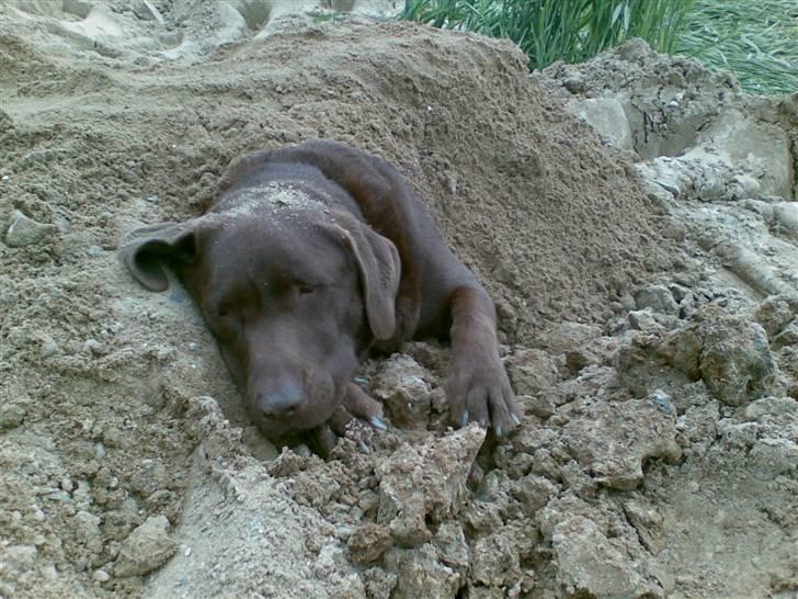 Labrador retriever Mushu - Utroligt han ikke sagde noget til og blive dækket med jord . :D billede 12