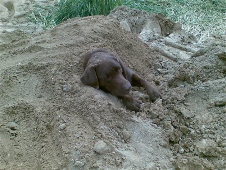 Labrador retriever Mushu billede 13