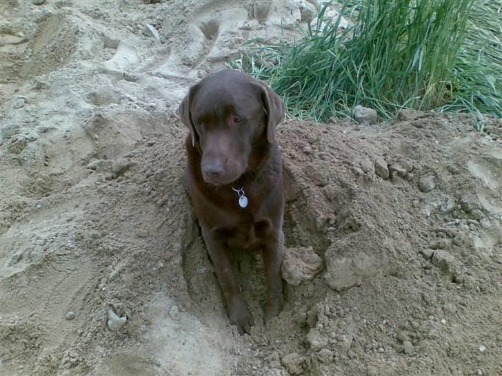 Labrador retriever Mushu billede 14