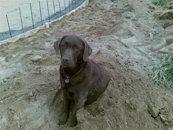 Labrador retriever Mushu billede 15