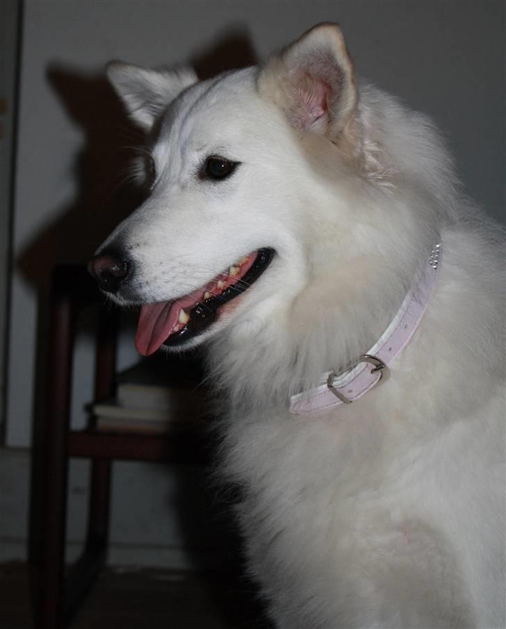 Samojedhund O's Snebold <3  - Snebold, Jeg elsker dig <3  (Foto: Katrine Olsen) billede 3