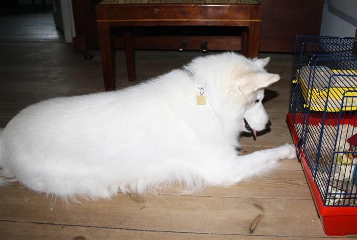 Samojedhund O's Snebold <3  - Snebold elsker andre dyr :´)     (Foto: Katrine Olsen) billede 4