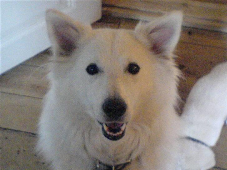 Samojedhund O's Snebold <3  billede 5