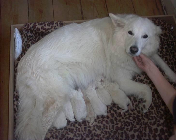 Samojedhund O's Snebold <3  - Snebold og hendes babyer billede 6