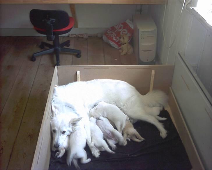 Samojedhund O's Snebold <3  - Hun er en god mor..  billede 7