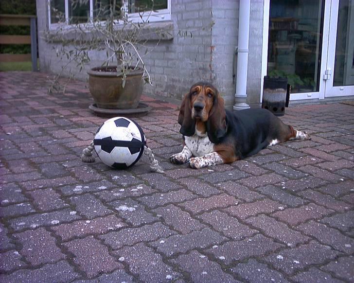 Basset hound Berta - RIP - Pyha, jeg tager mig lige et hvil... billede 9
