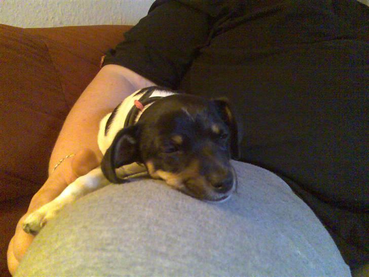 Dansk svensk gaardhund Kika - Hvor er jeg træt... billede 5