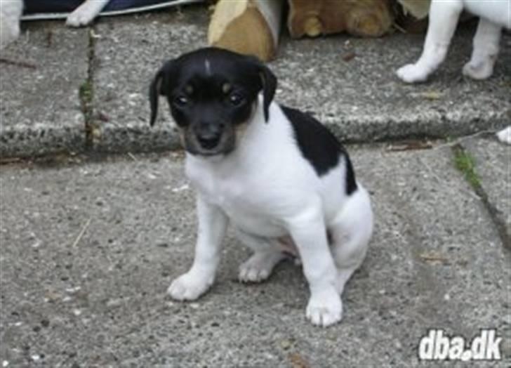 Dansk svensk gaardhund Kika - Kika 7 uger gammel billede 7