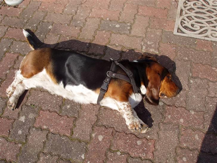 Basset hound Berta - RIP - Så flader vi ud... billede 11