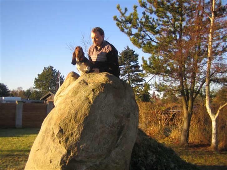 Basset hound Berta - RIP - Berta som løvernes konge... billede 12