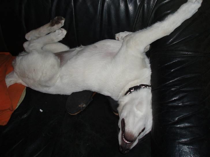 Hvid schæfer Prik (JUNGLENS MIE - Det er altid godt med en hvil  Zzzzzzz billede 7