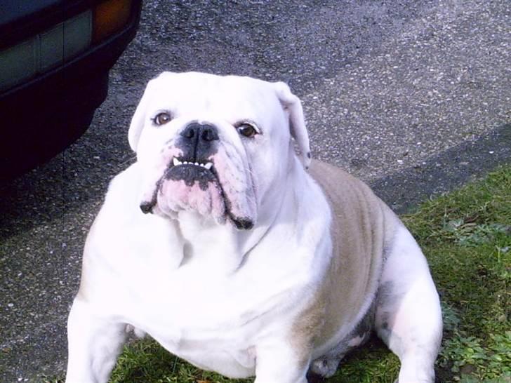 Engelsk bulldog billy - underbid billede 1