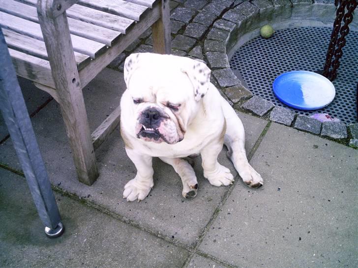 Engelsk bulldog billy - kigger lige ud i haven billede 2