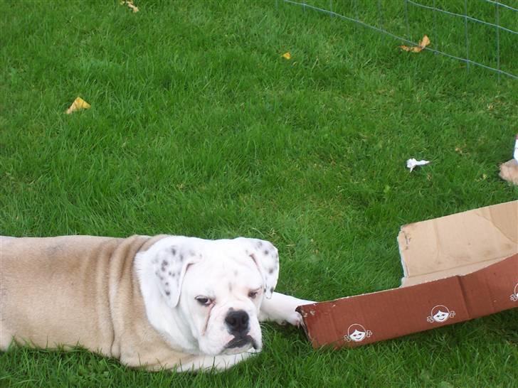Engelsk bulldog billy - jeg elsker papkasser billede 4