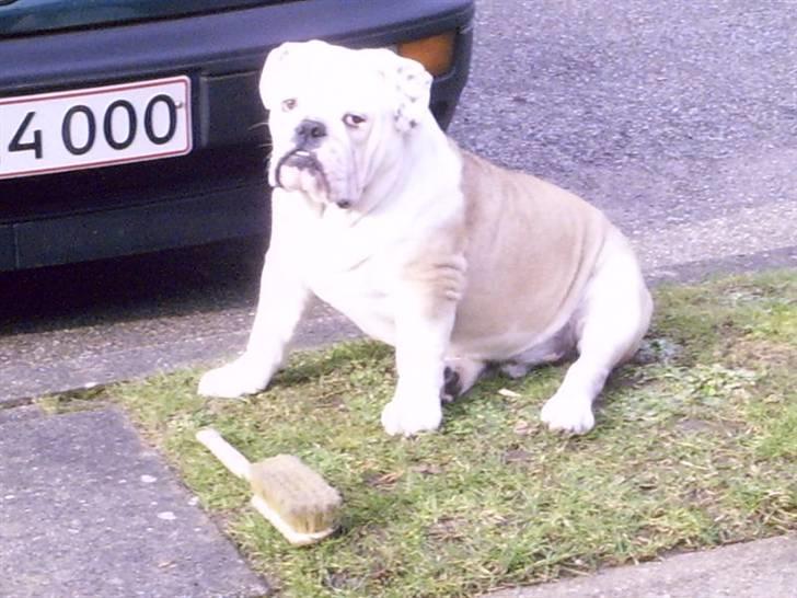 Engelsk bulldog billy - kan også godt lide børster billede 5